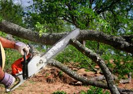 Best Seasonal Cleanup (Spring/Fall)  in USA